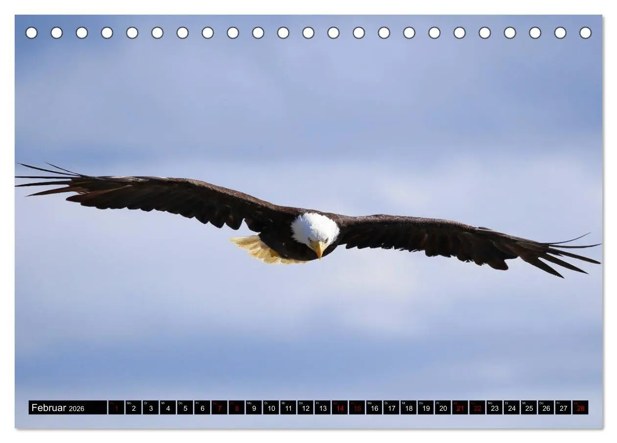 Bild: 9783457734025 | Weißkopfseeadler. Herrscher der Lüfte. 2026 (Tischkalender 2026 DIN...