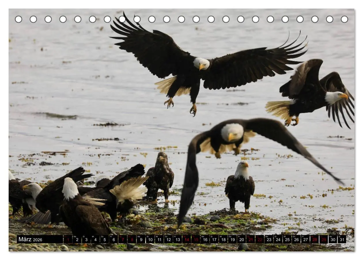 Bild: 9783457734025 | Weißkopfseeadler. Herrscher der Lüfte. 2026 (Tischkalender 2026 DIN...