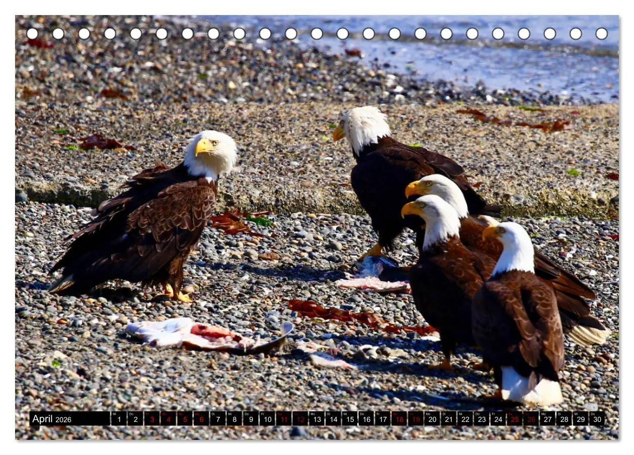Bild: 9783457734025 | Weißkopfseeadler. Herrscher der Lüfte. 2026 (Tischkalender 2026 DIN...