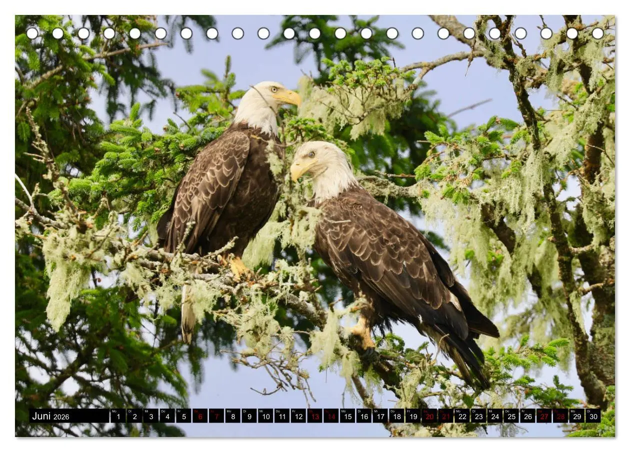 Bild: 9783457734025 | Weißkopfseeadler. Herrscher der Lüfte. 2026 (Tischkalender 2026 DIN...