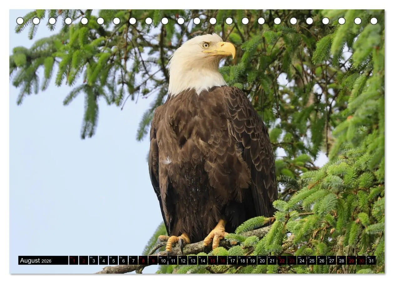 Bild: 9783457734025 | Weißkopfseeadler. Herrscher der Lüfte. 2026 (Tischkalender 2026 DIN...