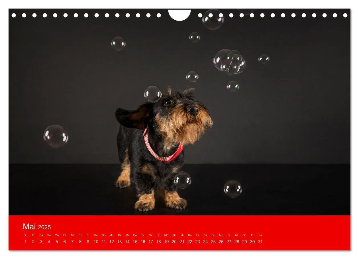 Bild: 9783435014125 | Bezaubernde Dackel (Wandkalender 2025 DIN A4 quer), CALVENDO...