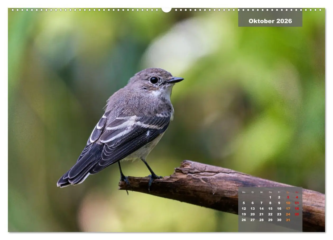 Bild: 9783457414125 | Sperlingsvögel - Die kleinen Sänger mit den großen Stimmen...
