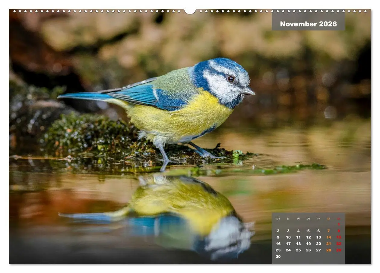 Bild: 9783457414125 | Sperlingsvögel - Die kleinen Sänger mit den großen Stimmen...