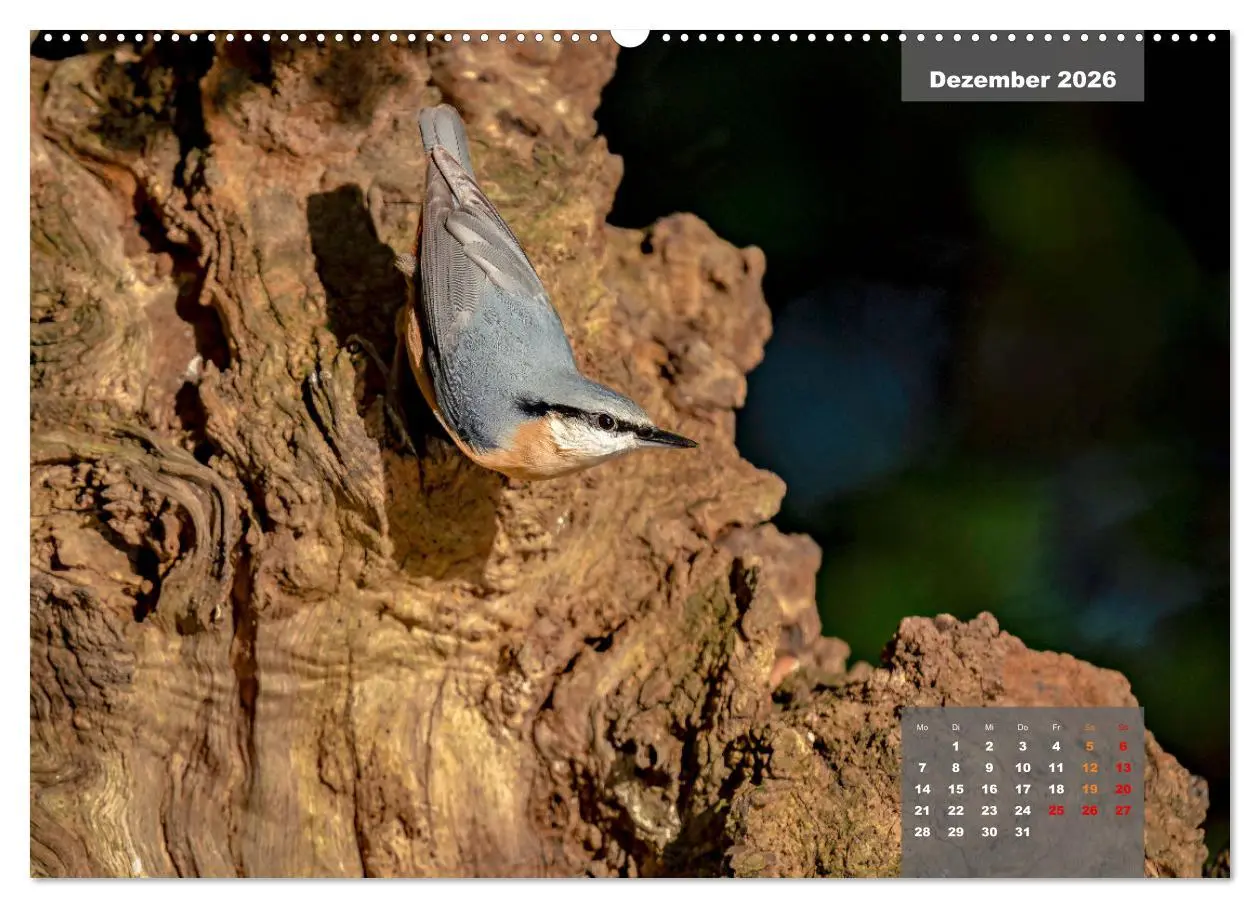 Bild: 9783457414125 | Sperlingsvögel - Die kleinen Sänger mit den großen Stimmen...