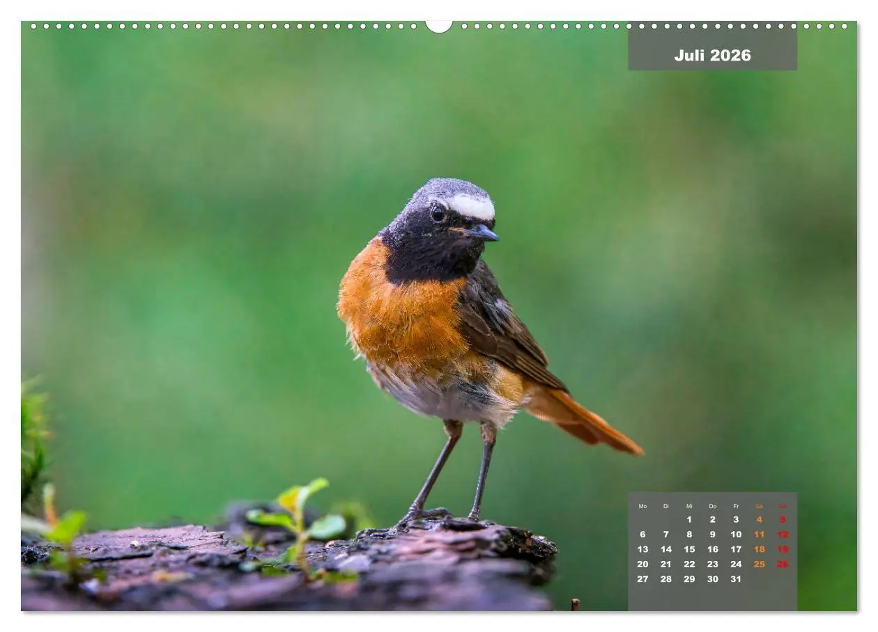 Bild: 9783457414125 | Sperlingsvögel - Die kleinen Sänger mit den großen Stimmen...