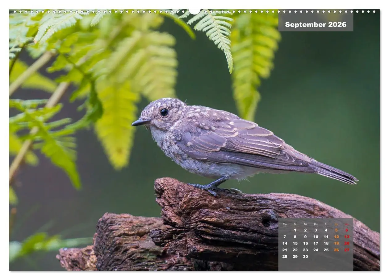 Bild: 9783457414125 | Sperlingsvögel - Die kleinen Sänger mit den großen Stimmen...