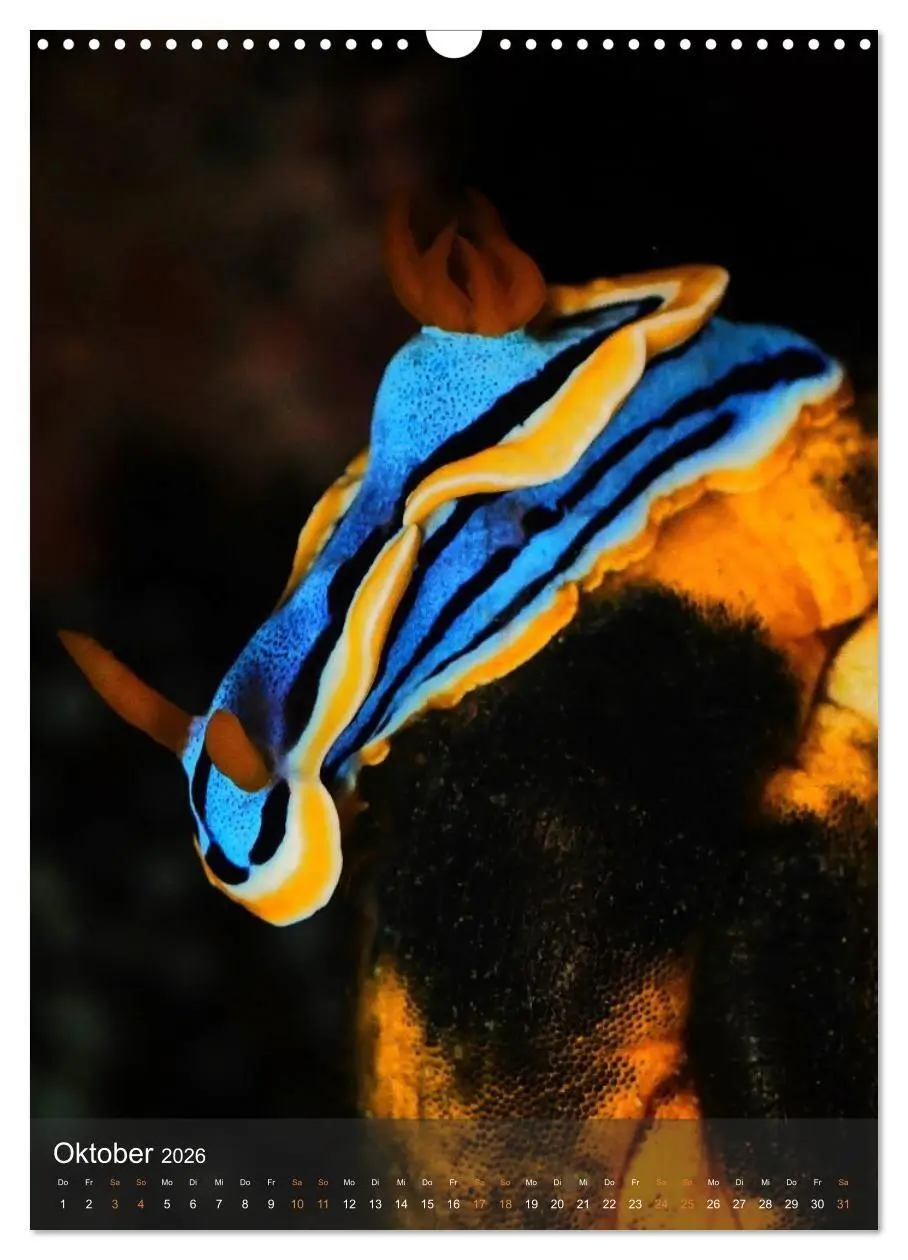 Bild: 9783516734225 | Nudibranches Meeresnacktschnecken aus Nord-Sulawesi (Wandkalender...