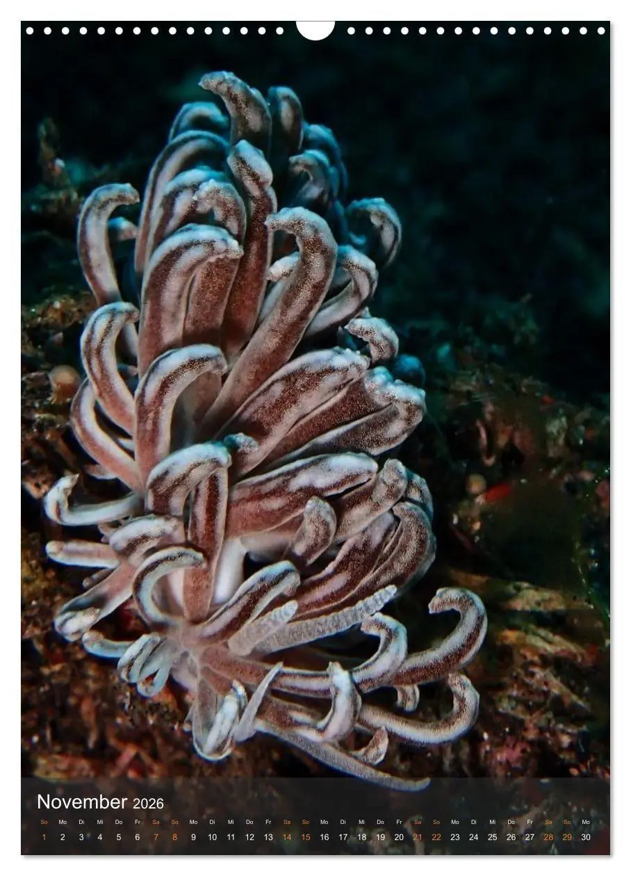 Bild: 9783516734225 | Nudibranches Meeresnacktschnecken aus Nord-Sulawesi (Wandkalender...