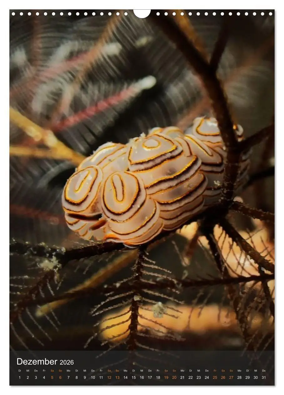Bild: 9783516734225 | Nudibranches Meeresnacktschnecken aus Nord-Sulawesi (Wandkalender...