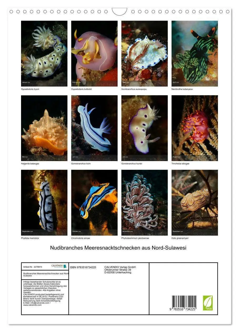 Bild: 9783516734225 | Nudibranches Meeresnacktschnecken aus Nord-Sulawesi (Wandkalender...