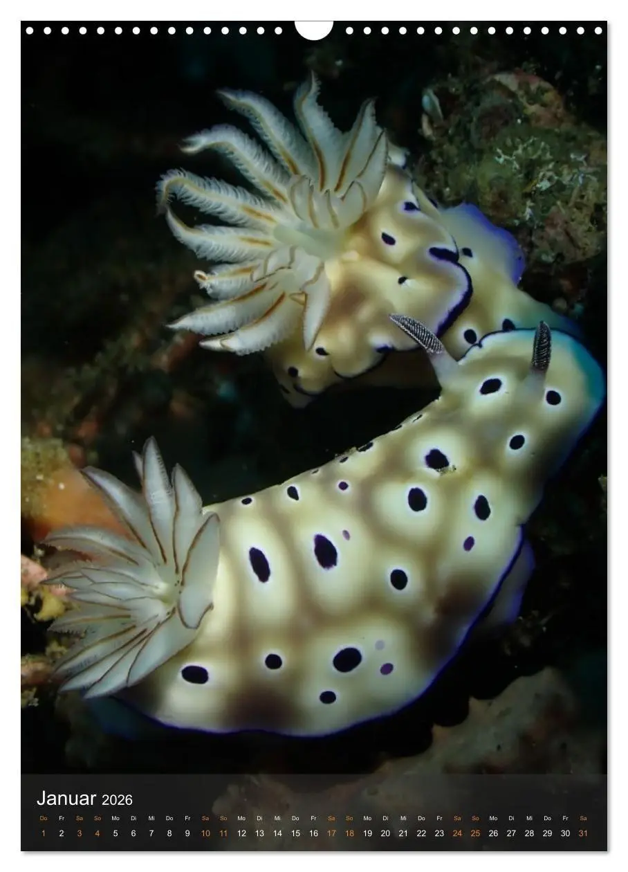 Bild: 9783516734225 | Nudibranches Meeresnacktschnecken aus Nord-Sulawesi (Wandkalender...