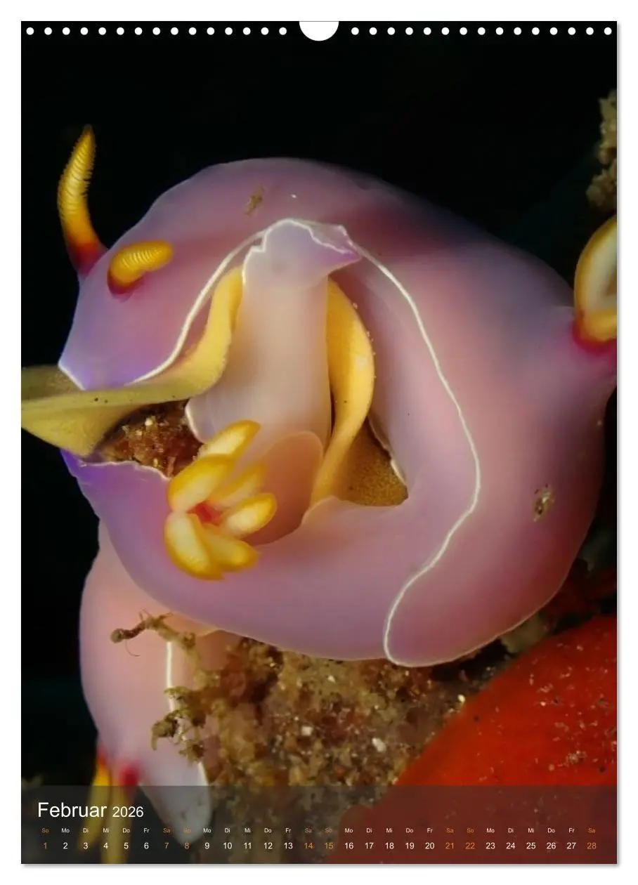 Bild: 9783516734225 | Nudibranches Meeresnacktschnecken aus Nord-Sulawesi (Wandkalender...