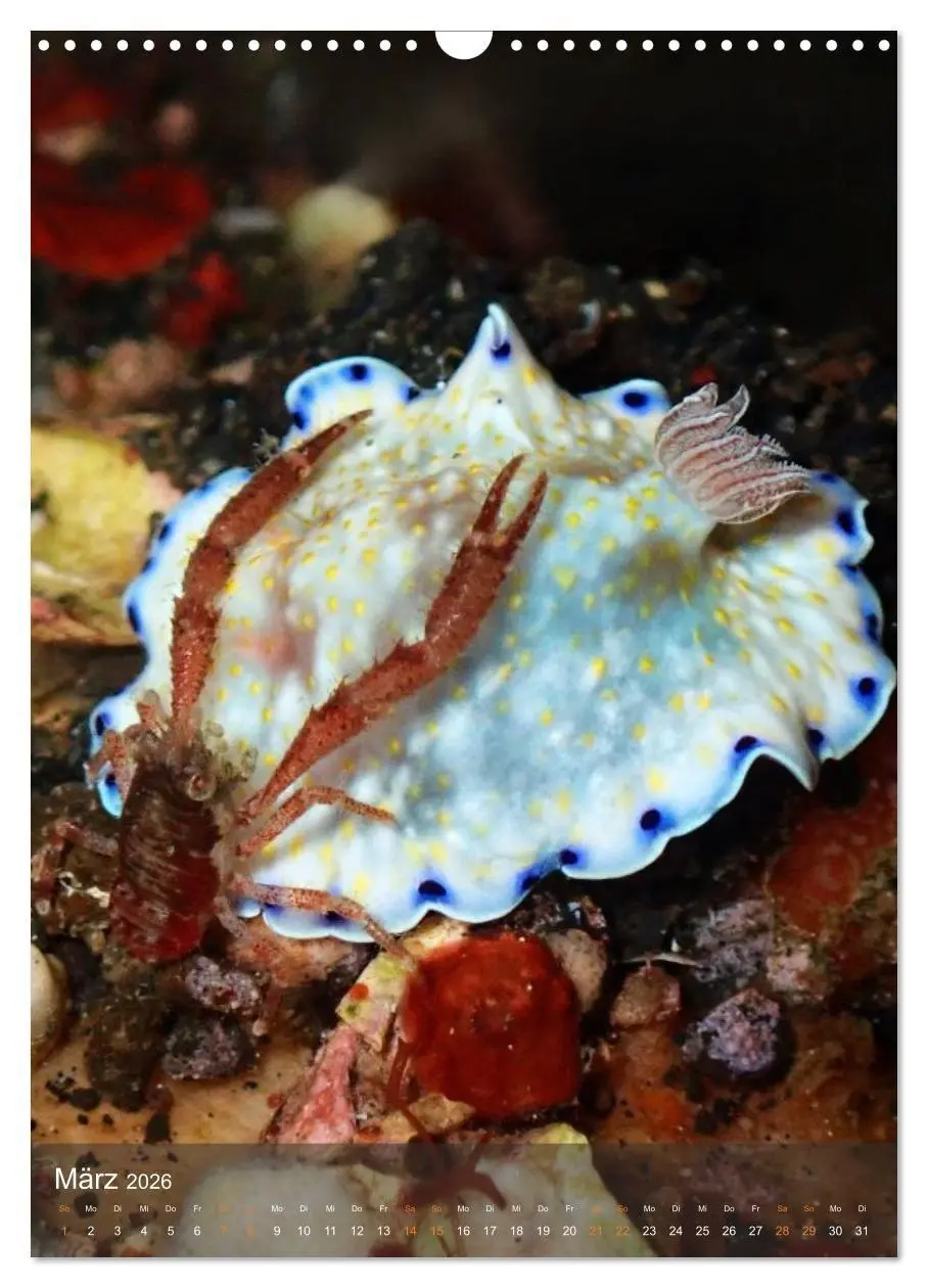 Bild: 9783516734225 | Nudibranches Meeresnacktschnecken aus Nord-Sulawesi (Wandkalender...