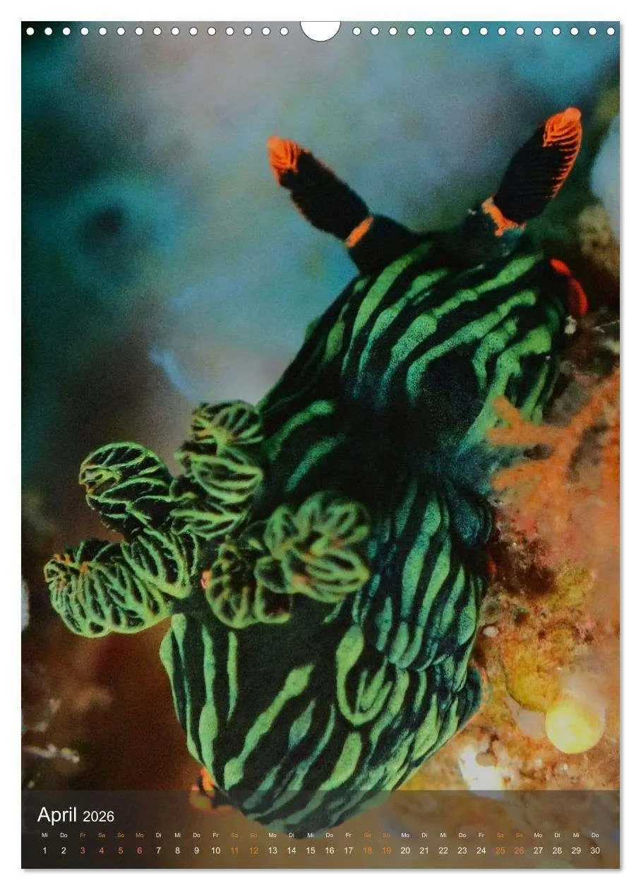 Bild: 9783516734225 | Nudibranches Meeresnacktschnecken aus Nord-Sulawesi (Wandkalender...