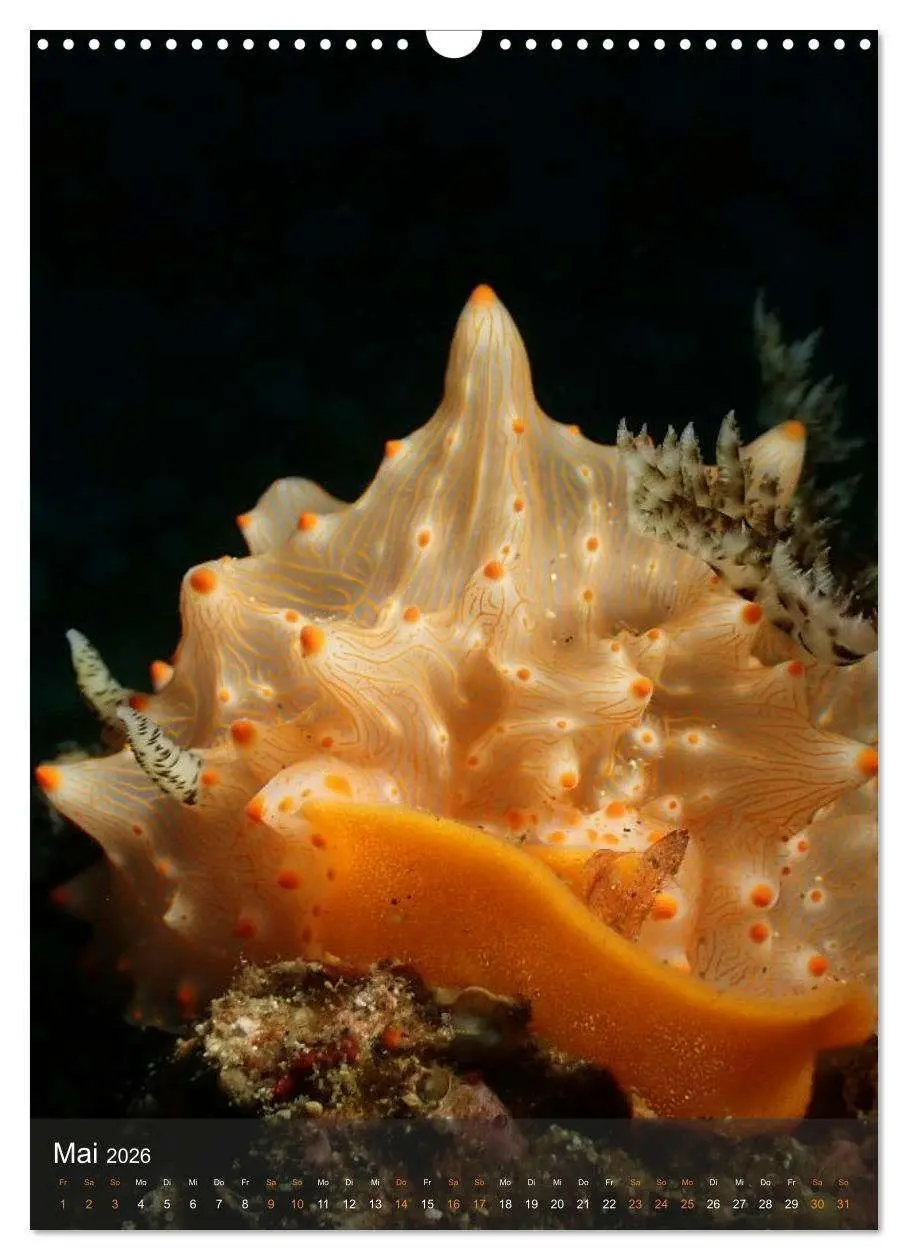Bild: 9783516734225 | Nudibranches Meeresnacktschnecken aus Nord-Sulawesi (Wandkalender...