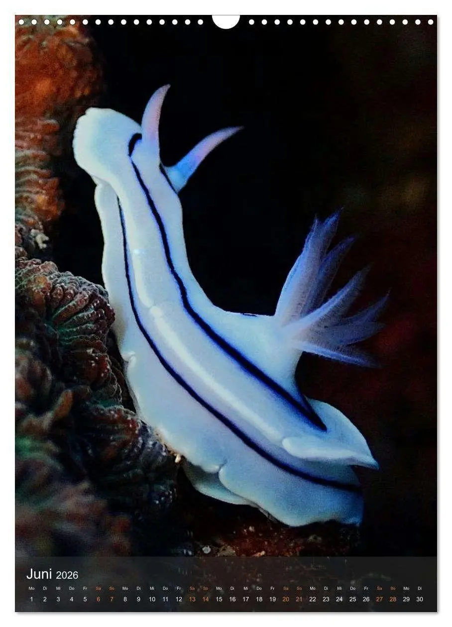 Bild: 9783516734225 | Nudibranches Meeresnacktschnecken aus Nord-Sulawesi (Wandkalender...