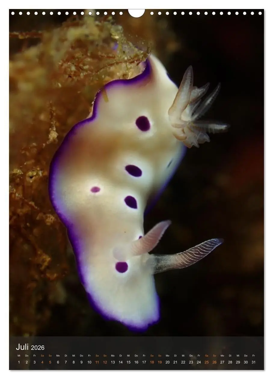 Bild: 9783516734225 | Nudibranches Meeresnacktschnecken aus Nord-Sulawesi (Wandkalender...