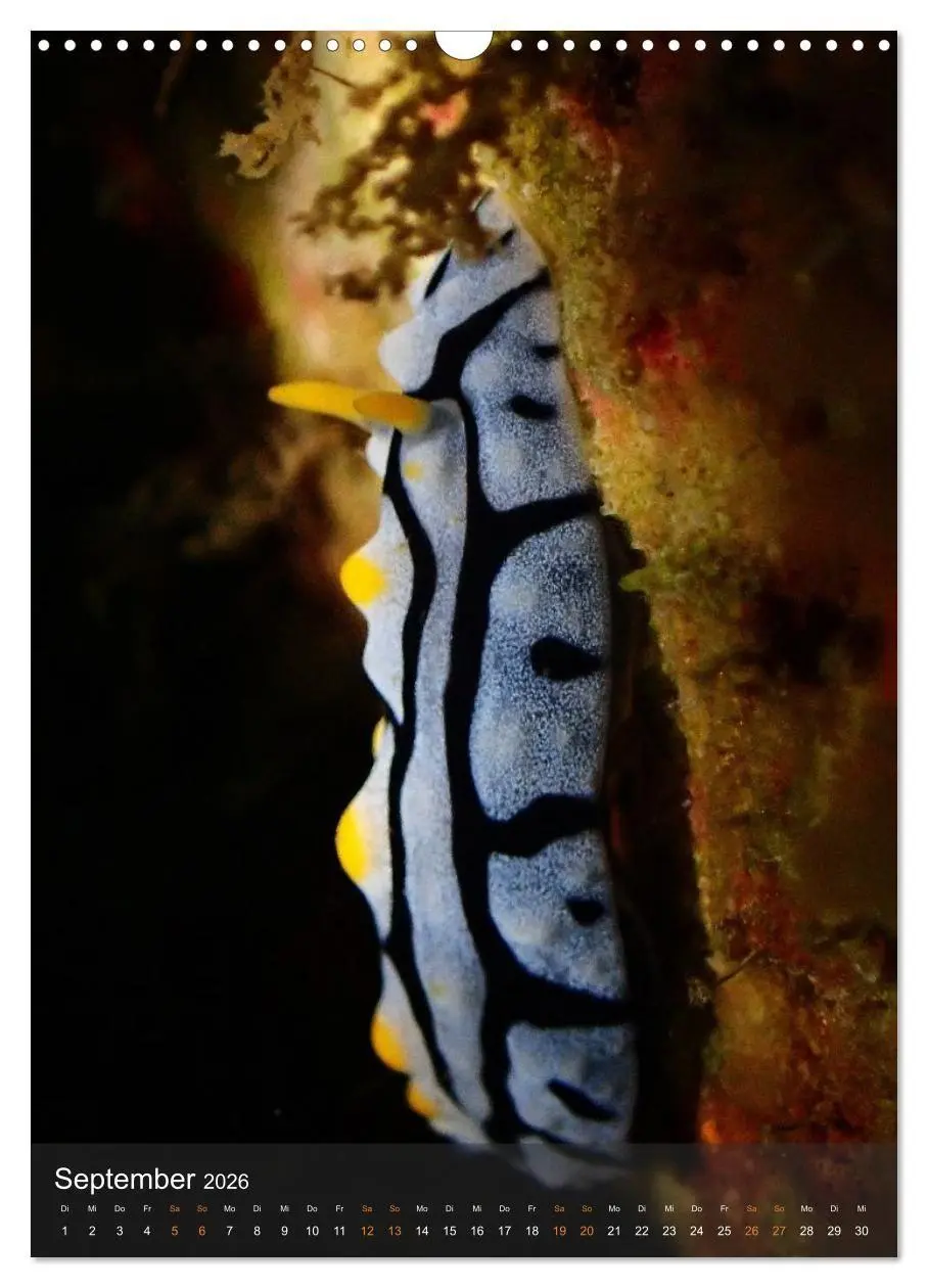 Bild: 9783516734225 | Nudibranches Meeresnacktschnecken aus Nord-Sulawesi (Wandkalender...