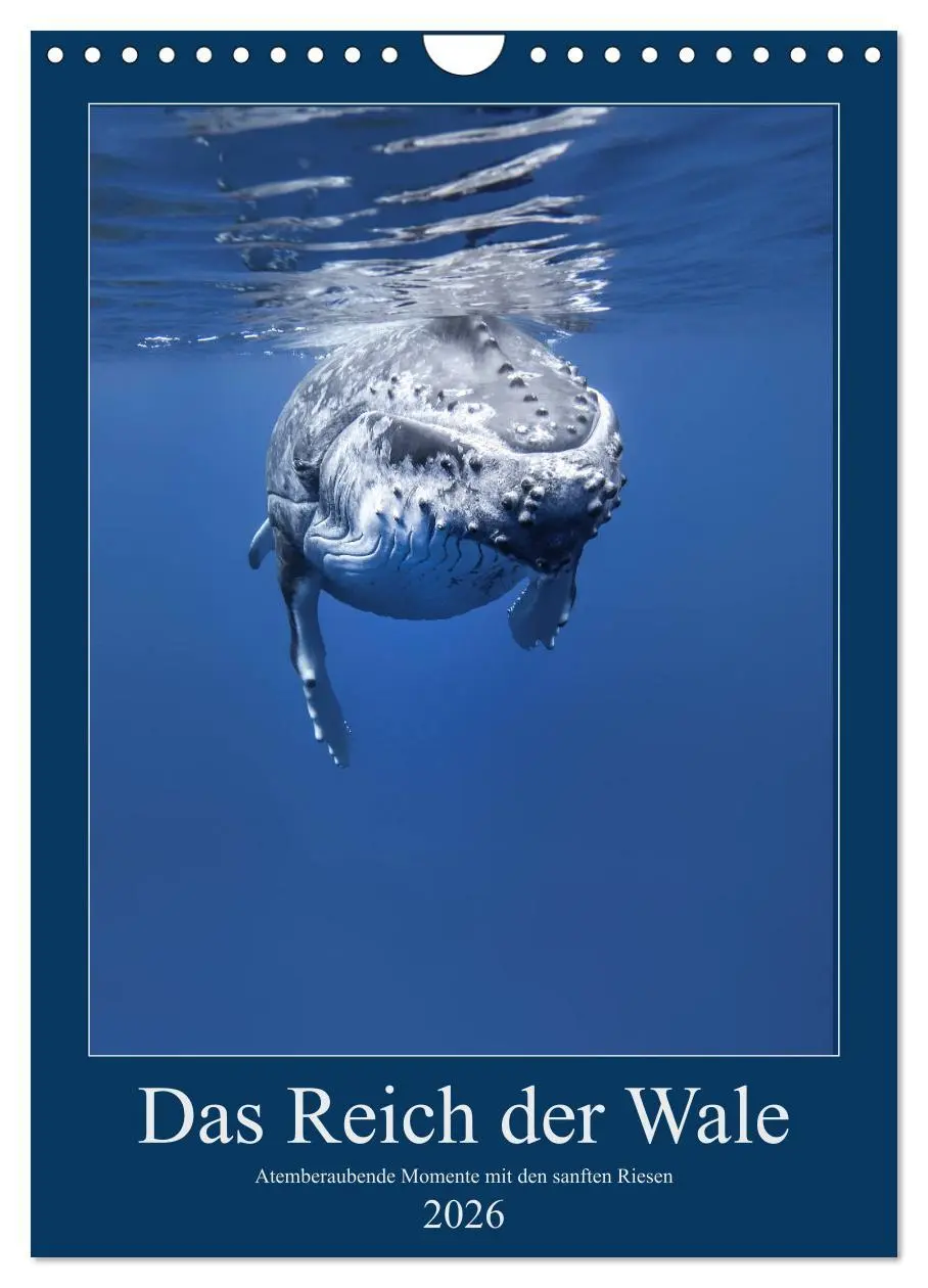 Cover: 9783516414325 | Im Reich der Wale (Wandkalender 2026 DIN A4 hoch), CALVENDO...