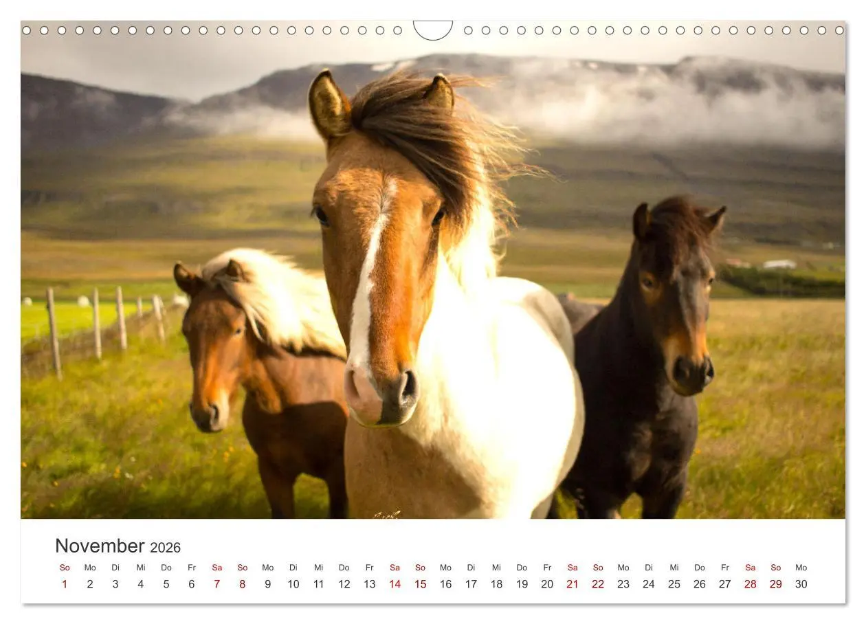 Bild: 9783457554425 | Islandpferde - Von ihrer schönsten Seite (Wandkalender 2026 DIN A3...