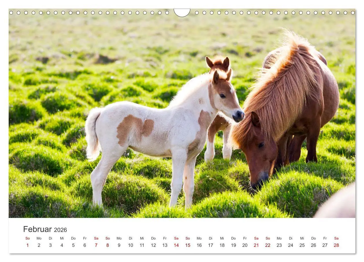 Bild: 9783457554425 | Islandpferde - Von ihrer schönsten Seite (Wandkalender 2026 DIN A3...