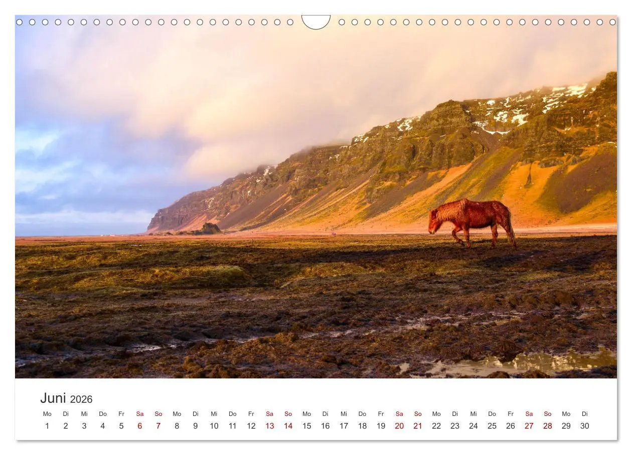 Bild: 9783457554425 | Islandpferde - Von ihrer schönsten Seite (Wandkalender 2026 DIN A3...