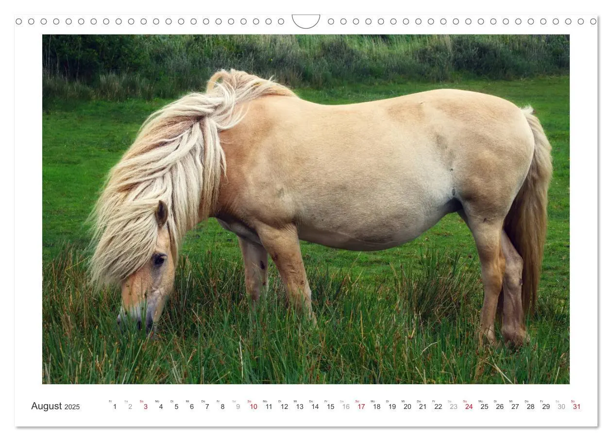 Bild: 9783435694525 | Der Pferdekalender (Wandkalender 2025 DIN A3 quer), CALVENDO...