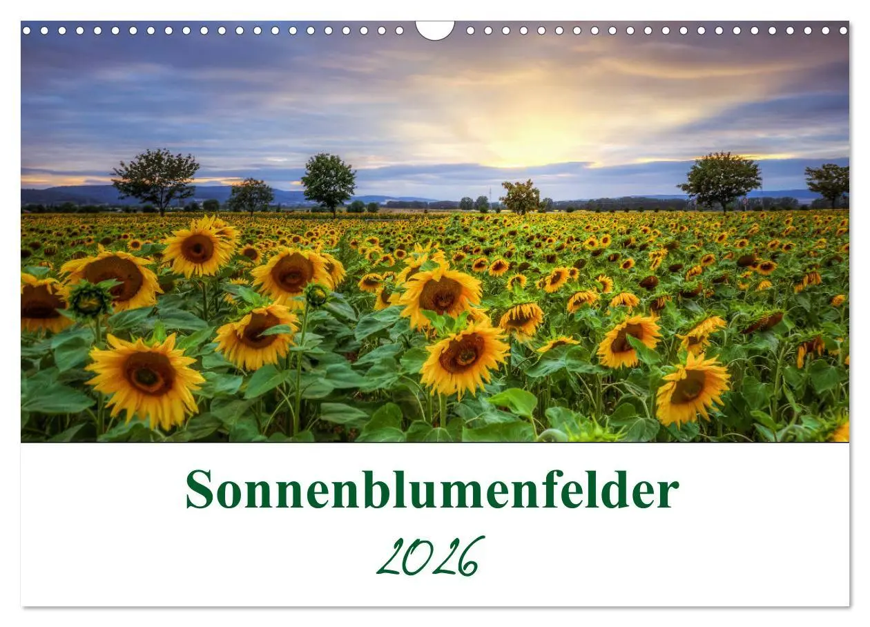 Cover: 9783457784525 | Sonnenblumenfelder (Wandkalender 2026 DIN A3 quer), CALVENDO...