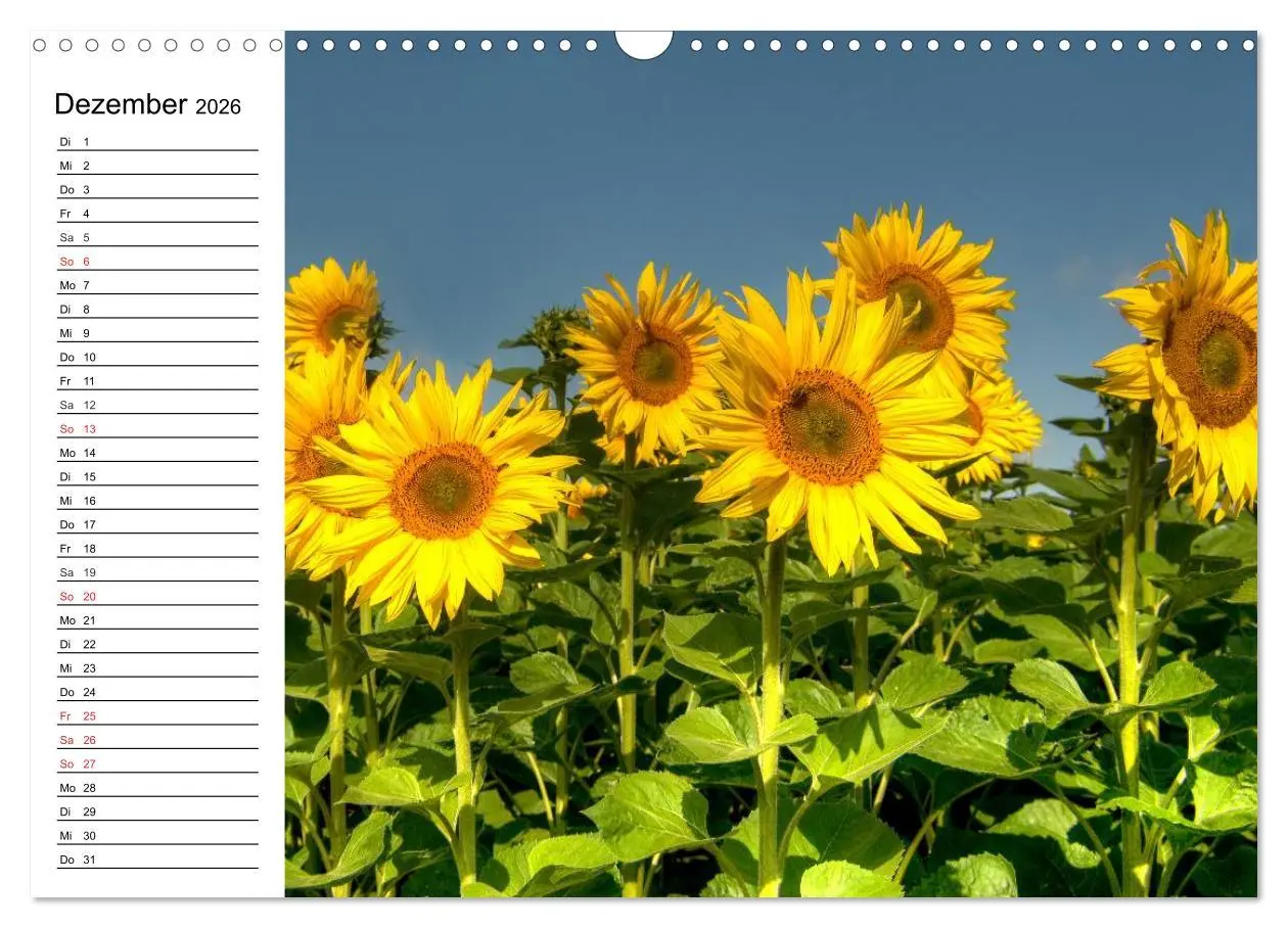 Bild: 9783457784525 | Sonnenblumenfelder (Wandkalender 2026 DIN A3 quer), CALVENDO...