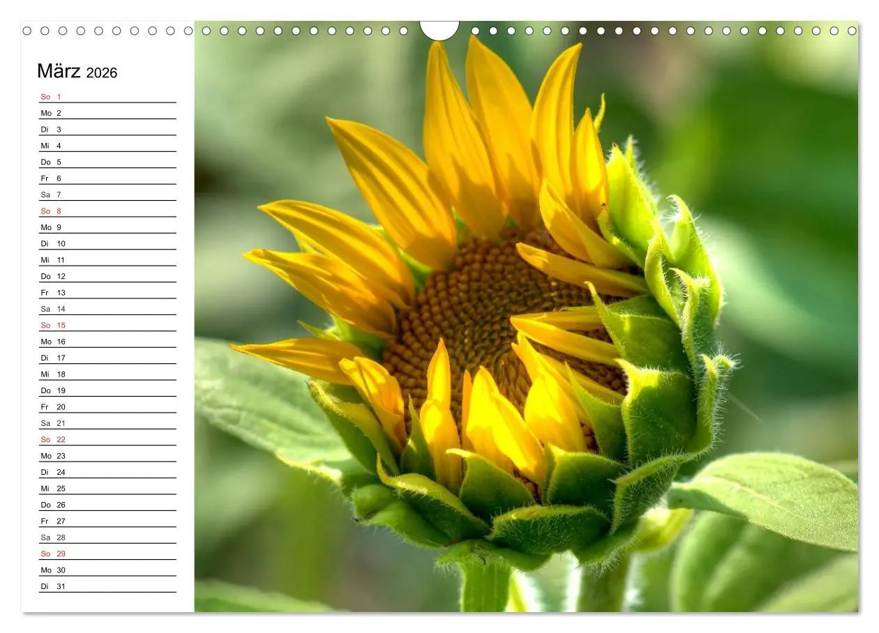 Bild: 9783457784525 | Sonnenblumenfelder (Wandkalender 2026 DIN A3 quer), CALVENDO...