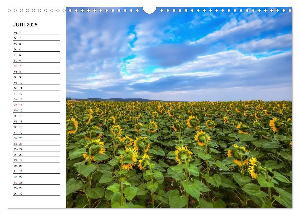 Bild: 9783457784525 | Sonnenblumenfelder (Wandkalender 2026 DIN A3 quer), CALVENDO...