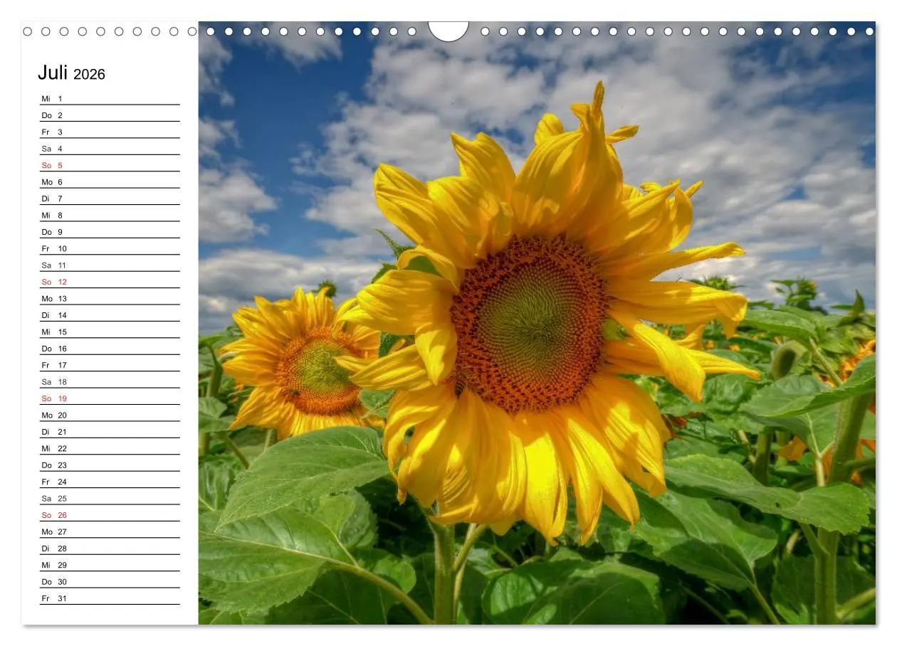 Bild: 9783457784525 | Sonnenblumenfelder (Wandkalender 2026 DIN A3 quer), CALVENDO...