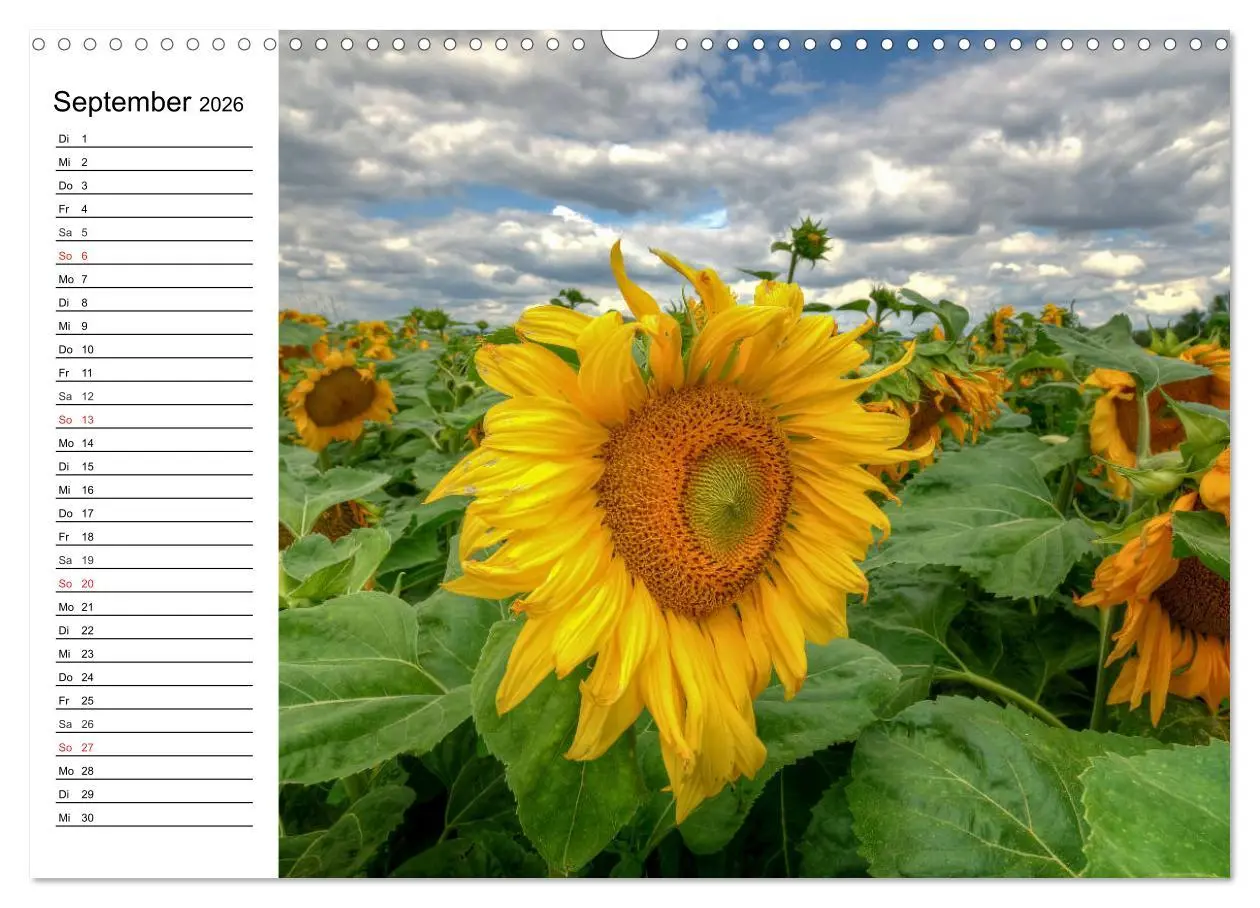 Bild: 9783457784525 | Sonnenblumenfelder (Wandkalender 2026 DIN A3 quer), CALVENDO...