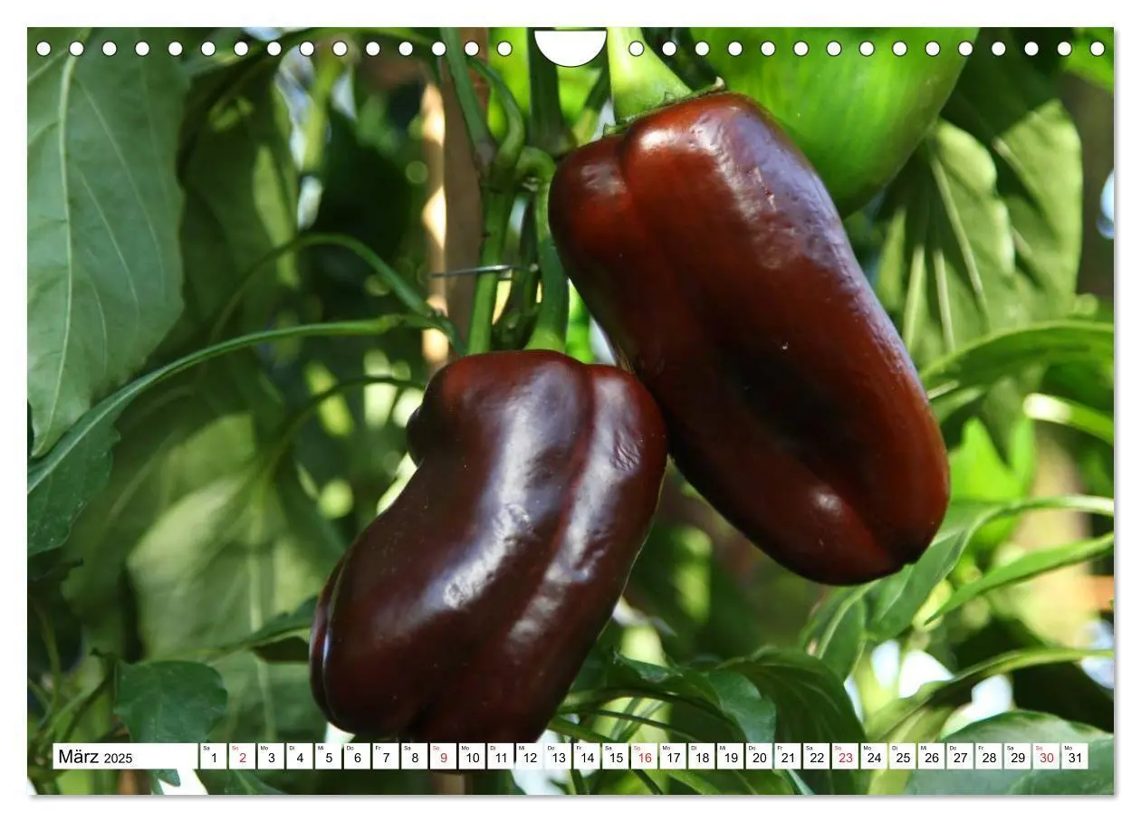 Bild: 9783435514625 | Für Chili Liebhaber (Wandkalender 2025 DIN A4 quer), CALVENDO...