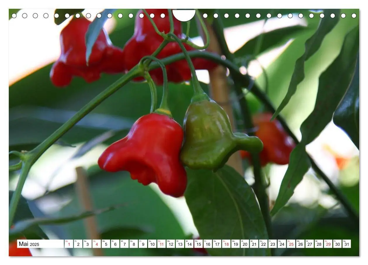 Bild: 9783435514625 | Für Chili Liebhaber (Wandkalender 2025 DIN A4 quer), CALVENDO...