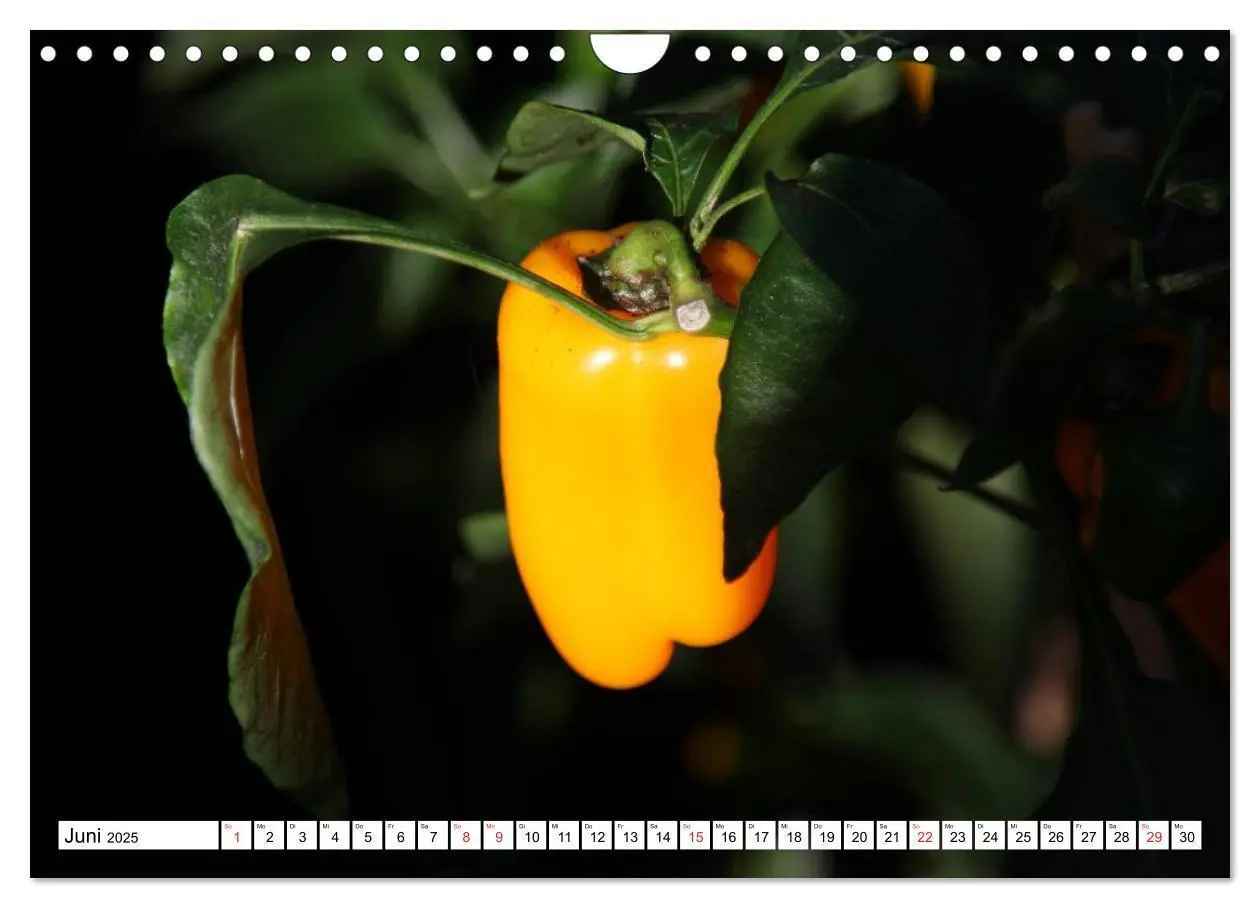 Bild: 9783435514625 | Für Chili Liebhaber (Wandkalender 2025 DIN A4 quer), CALVENDO...