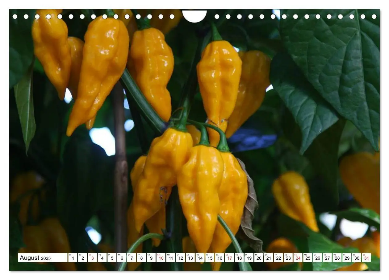 Bild: 9783435514625 | Für Chili Liebhaber (Wandkalender 2025 DIN A4 quer), CALVENDO...