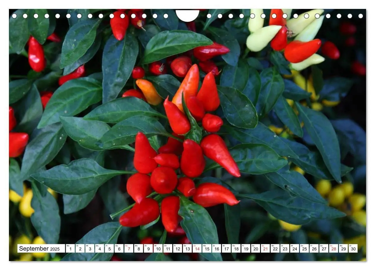Bild: 9783435514625 | Für Chili Liebhaber (Wandkalender 2025 DIN A4 quer), CALVENDO...