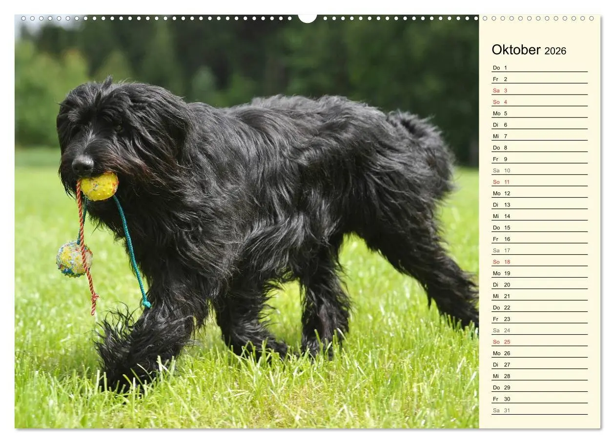 Bild: 9783516004625 | Altdeutsche Hütehunde - Fast vergessen (Wandkalender 2026 DIN A2...