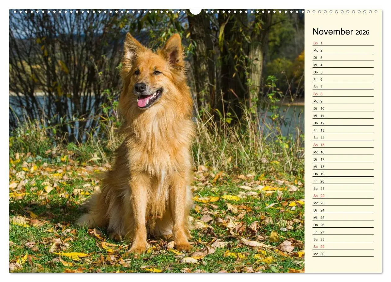 Bild: 9783516004625 | Altdeutsche Hütehunde - Fast vergessen (Wandkalender 2026 DIN A2...