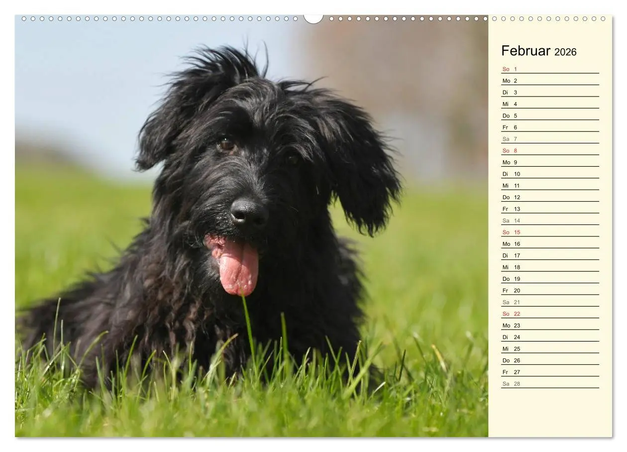 Bild: 9783516004625 | Altdeutsche Hütehunde - Fast vergessen (Wandkalender 2026 DIN A2...