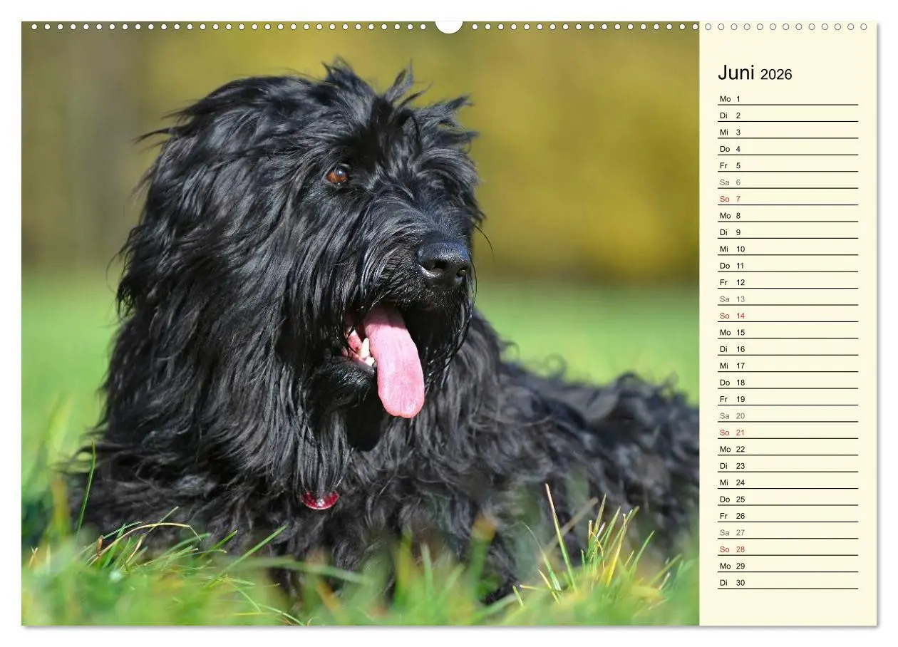 Bild: 9783516004625 | Altdeutsche Hütehunde - Fast vergessen (Wandkalender 2026 DIN A2...