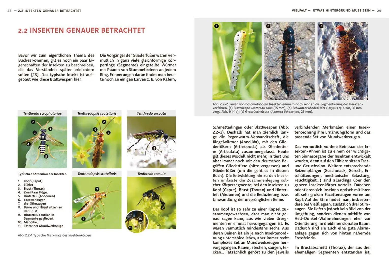 Bild: 9783258084725 | Wildbienen haben es auch nicht leicht | Jörg Schneider | Buch | 240 S.