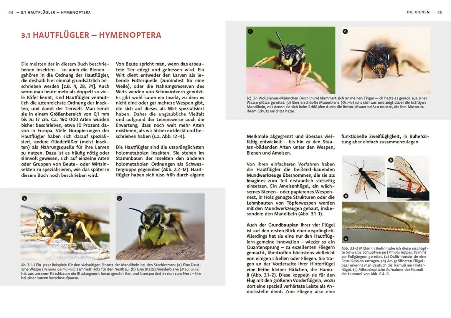 Bild: 9783258084725 | Wildbienen haben es auch nicht leicht | Jörg Schneider | Buch | 240 S.