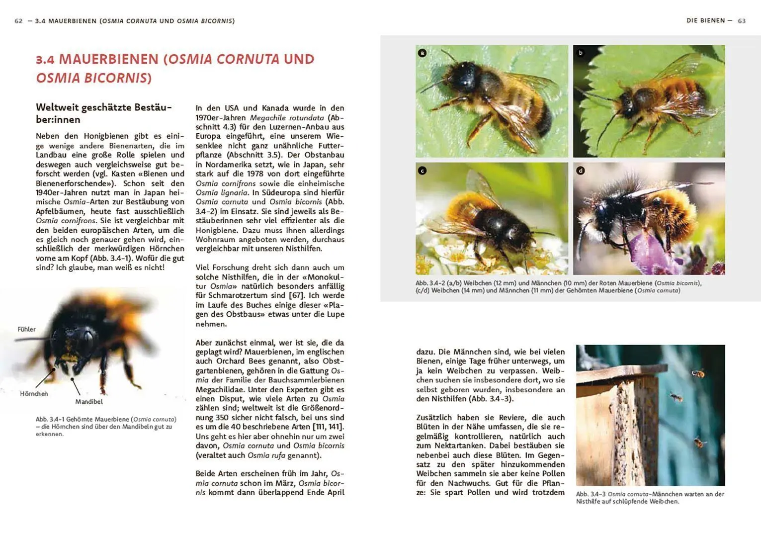 Bild: 9783258084725 | Wildbienen haben es auch nicht leicht | Jörg Schneider | Buch | 240 S.
