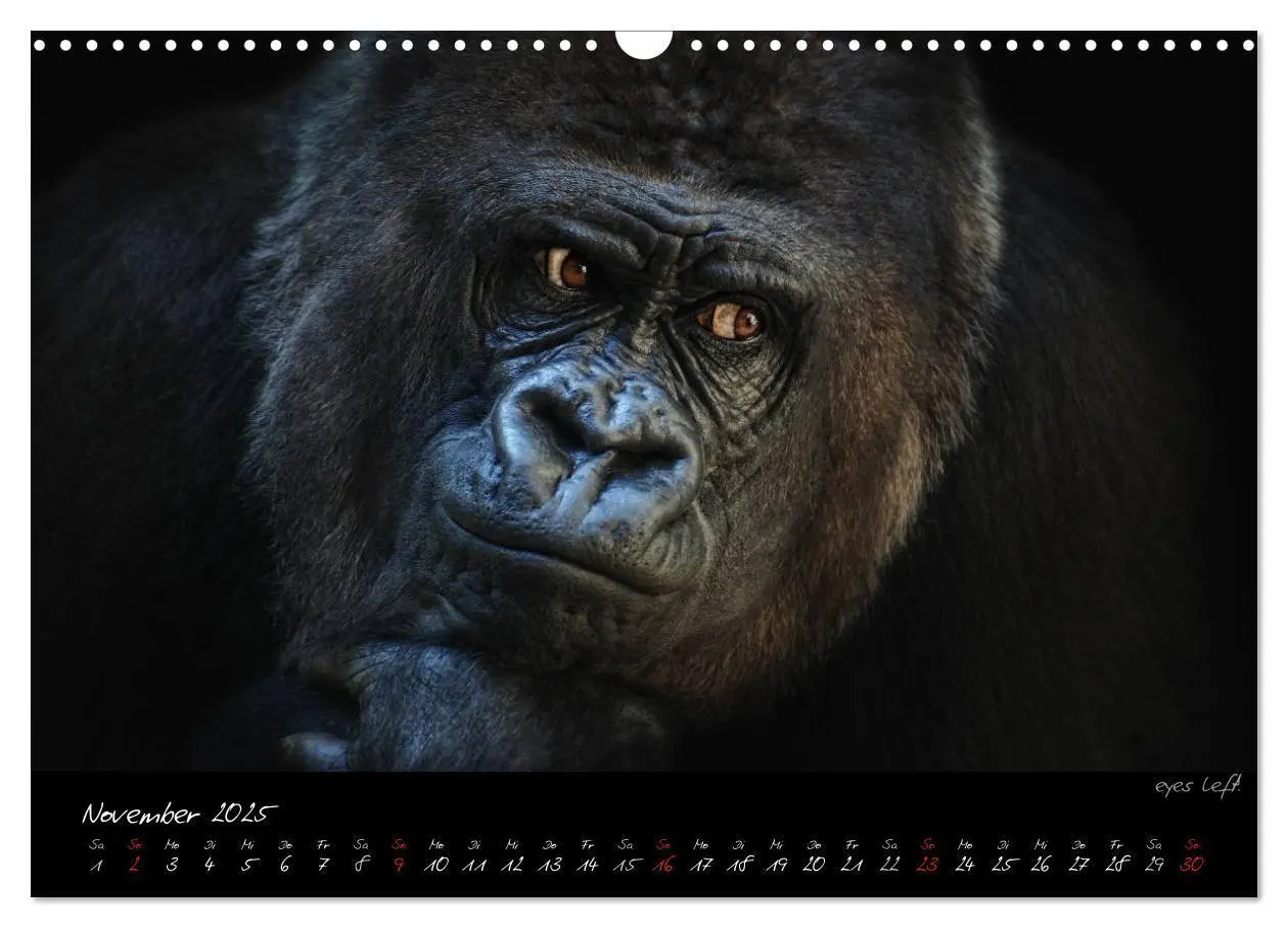 Bild: 9783435744725 | Gorilla (Wandkalender 2025 DIN A3 quer), CALVENDO Monatskalender