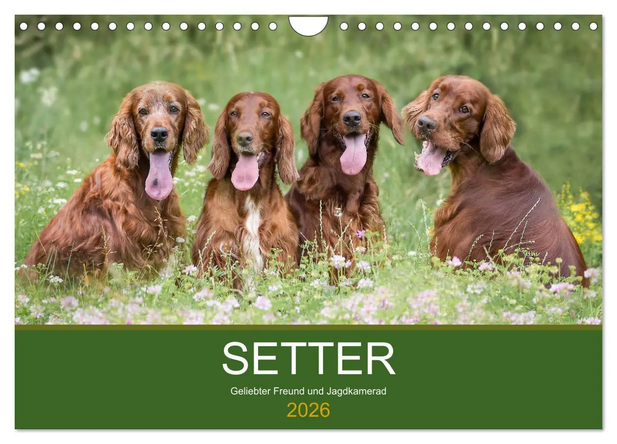 Cover: 9783457764725 | Setter - Geliebter Freund und Jagdkamerad (Wandkalender 2026 DIN A4...