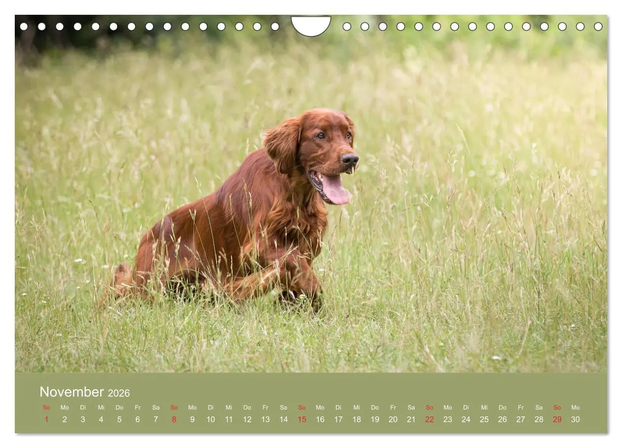 Bild: 9783457764725 | Setter - Geliebter Freund und Jagdkamerad (Wandkalender 2026 DIN A4...