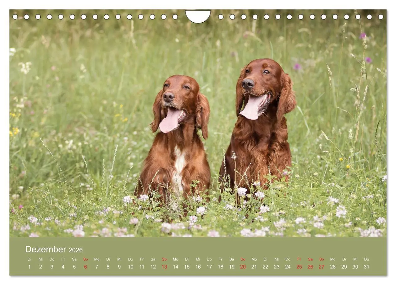 Bild: 9783457764725 | Setter - Geliebter Freund und Jagdkamerad (Wandkalender 2026 DIN A4...